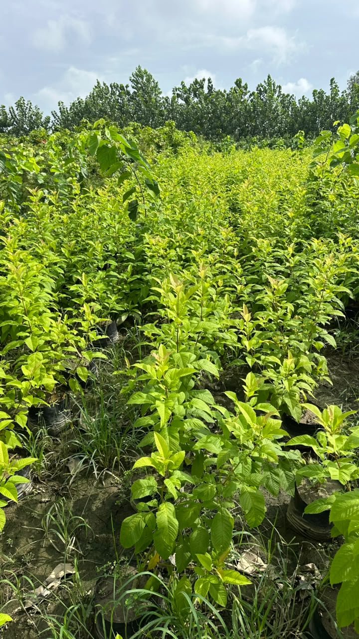 Flowering Plants